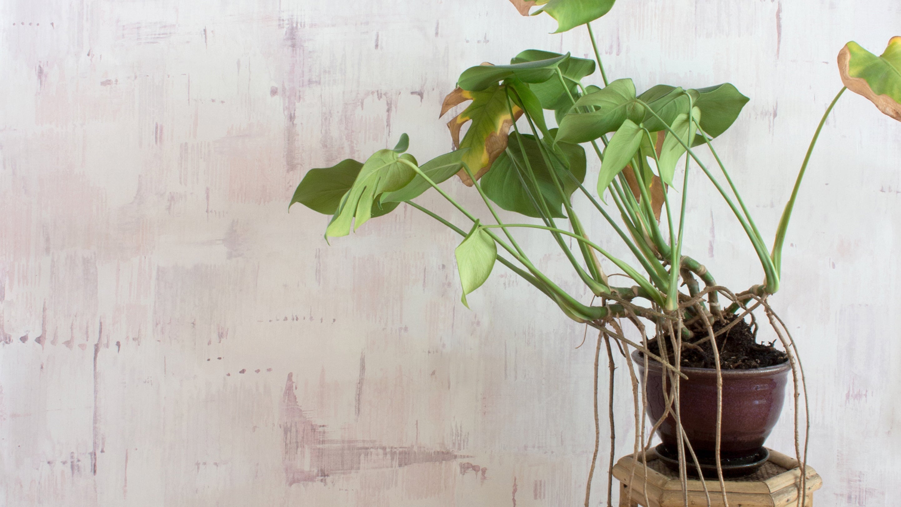 A potted plant sits on a wooden stand in front of a white wall