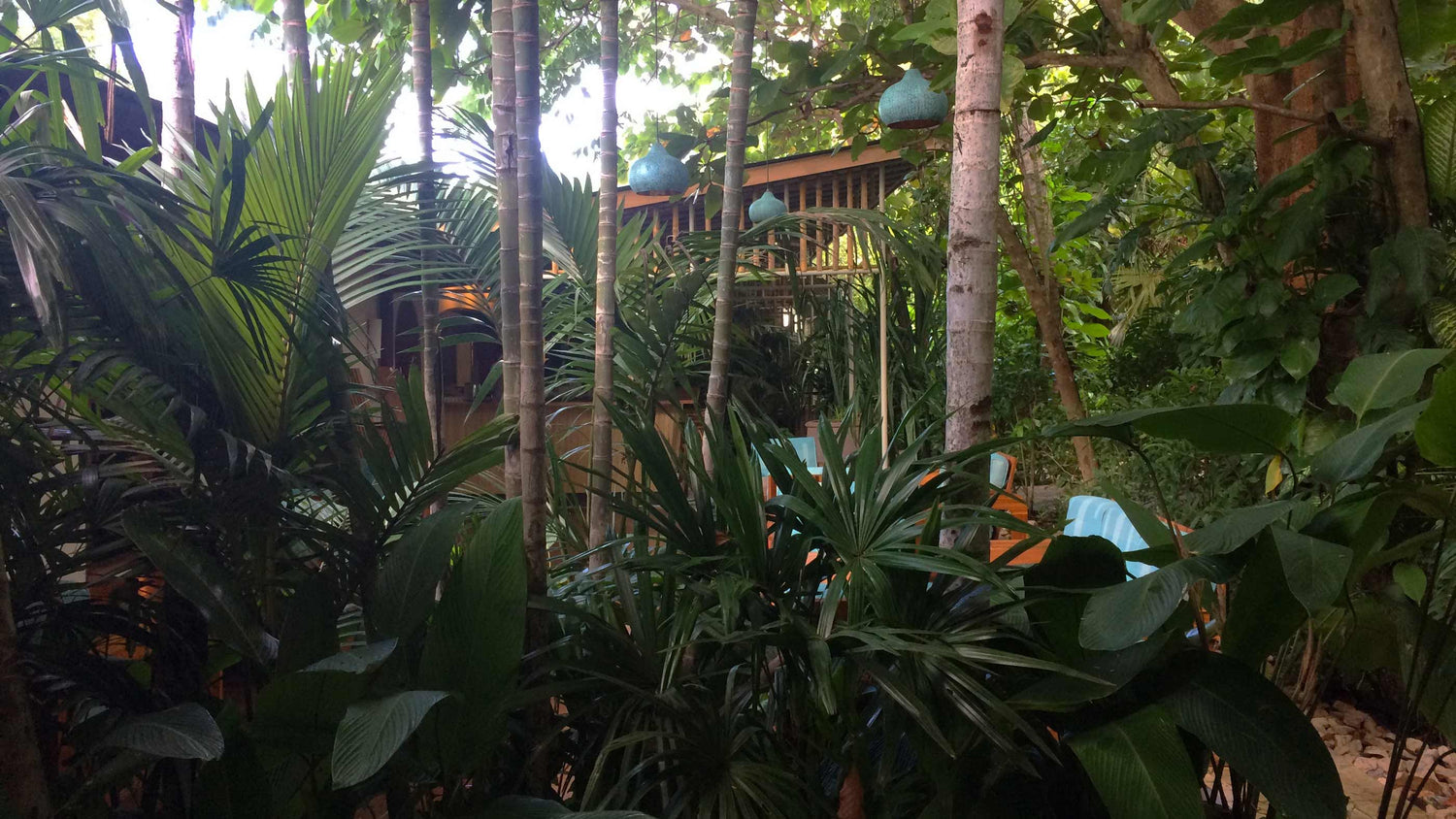 A tropical garden with lots of plants and trees