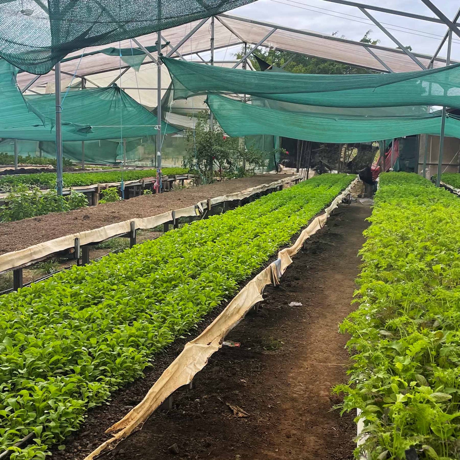 A greenhouse with rows of vegetables growing