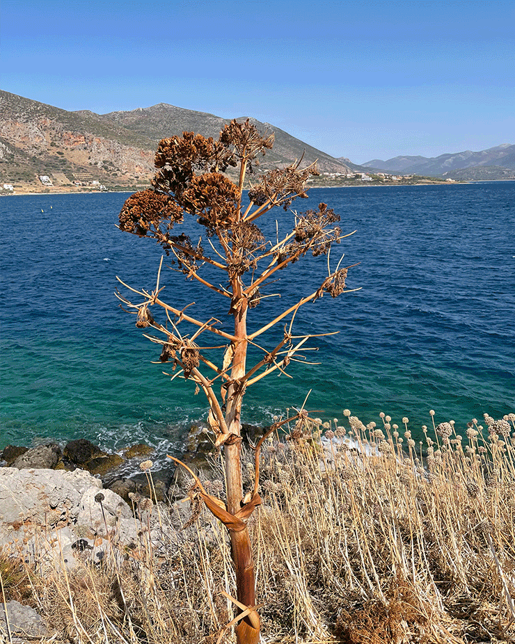 A dead tree next to a body of water
