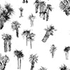 Perfect Palm Wallpaper||Shadow