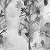 Aionas Fabric||Phyllite