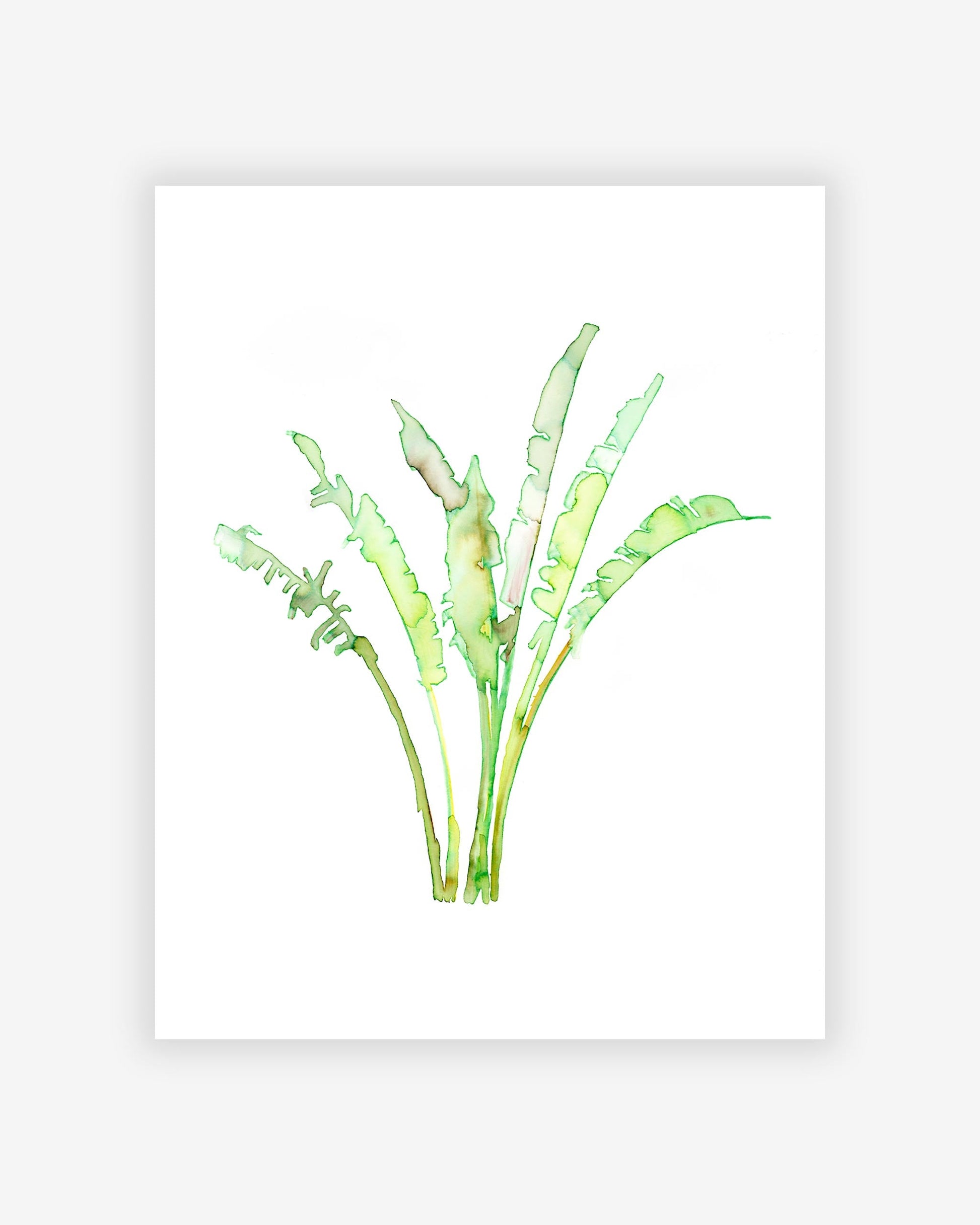 A Rain Catch print of a green plant by Eskayel founder, an artist known for creating original artworks, on a white background