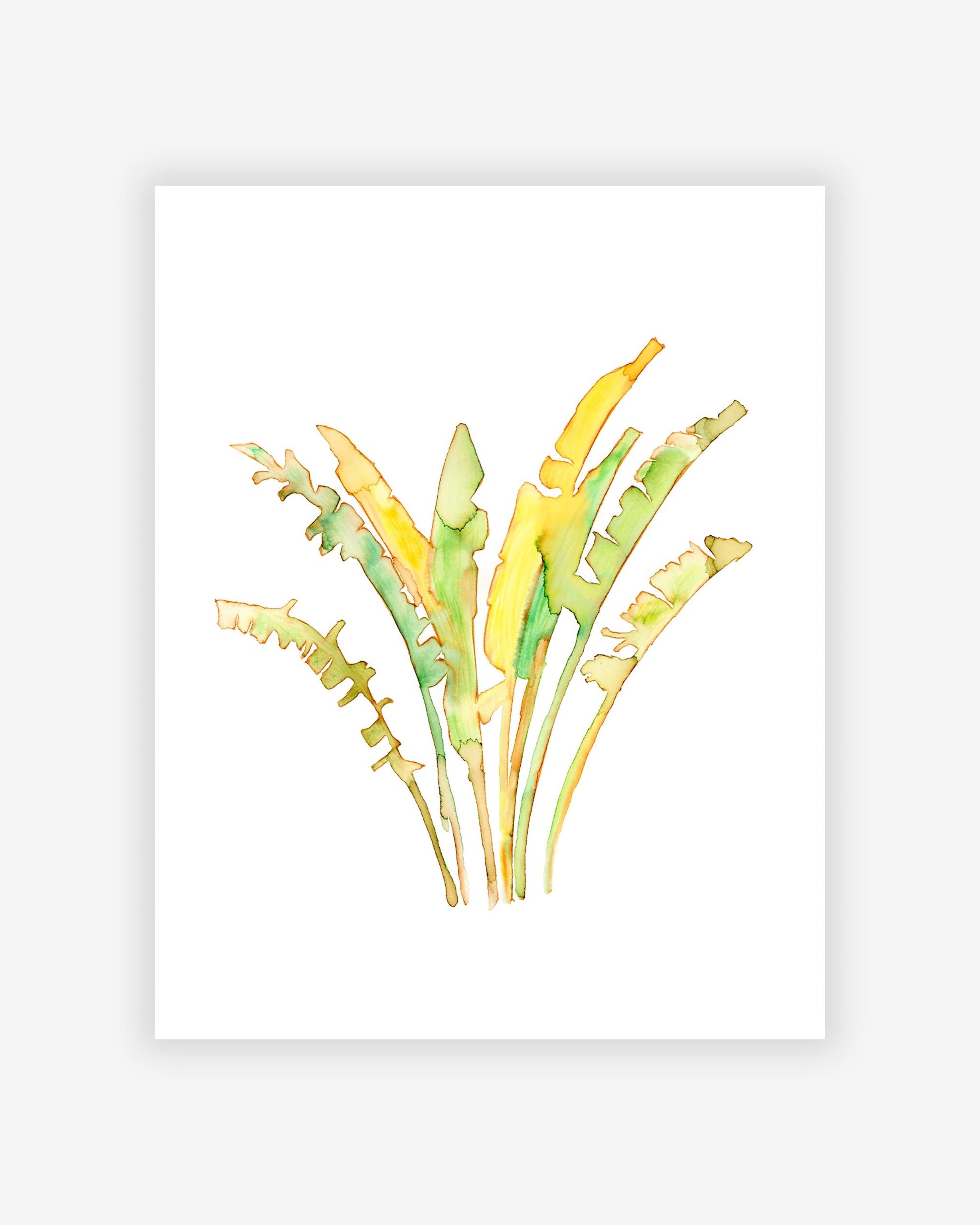 A Ravenala Print by the Artist of a banana plant on a white background